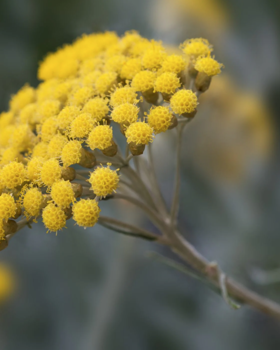 ACCA KAPPA - WHITE MOSS - Čisticí pěna na obličej 200 ml